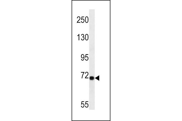 LRP10 anticorps  (N-Term)