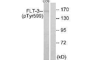 Western blot analysis of extracts from COS7 cells, treated with EGF (200ng/ml, 30mins), using FLT3 (Phospho-Tyr599) antibody. (FLT3 antibody  (pTyr599))