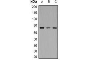 Western blot analysis of c-Myb (AcK471) expression in BV2 (A), C6 (B), rat brain (C) whole cell lysates. (MYB antibody  (acLys471))
