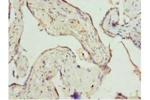 Immunohistochemistry of paraffin-embedded human placenta tissue using ABIN7162541 at dilution of 1:100 (ZDHHC17 antibody  (AA 170-310))