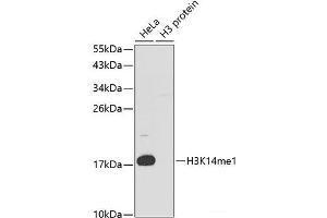 Western blot analysis of extracts of various cell lines using MonoMethyl-Histone H3-K14 Polyclonal Antibody. (Histone 3 antibody  (meLys14))