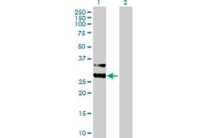 Western Blot analysis of MTIF3 expression in transfected 293T cell line by MTIF3 MaxPab polyclonal antibody. (MTIF3 antibody  (AA 1-278))