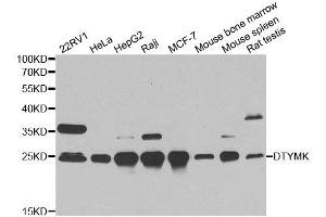 Western blot analysis of extracts of various cell lines, using DTYMK antibody. (DTYMK antibody)