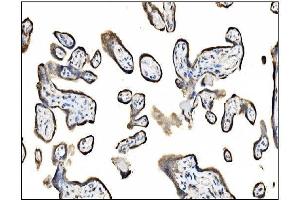 IHC analysis of TRAP Alpha/TRAPA/SSR1 using anti-TRAP Alpha/TRAPA/SSR1 antibody (ABIN7601975).
