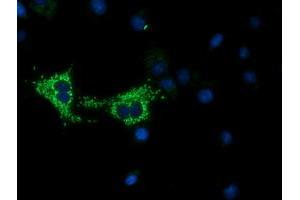 Immunofluorescence (IF) image for anti-Cytochrome C Oxidase Subunit VIa Polypeptide 1 (COX6A1) antibody (ABIN1497585) (COX6A1 antibody)