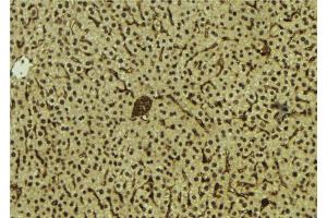 ABIN6278809 at 1/100 staining Mouse liver tissue by IHC-P. (MAFB antibody  (C-Term))