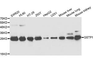Western blot analysis of extracts of various cell lines, using GSTP1 antibody (ABIN5973328) at 1/1000 dilution. (GSTP1 antibody)