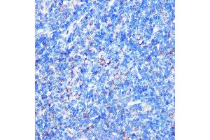 Immunohistochemistry of paraffin-embedded Mouse spleen using STK26 Rabbit pAb (ABIN7270231) at dilution of 1:100 (40x lens). (STK26/MST4 antibody  (AA 297-416))