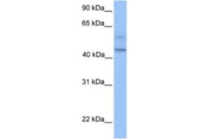 Western Blotting (WB) image for anti-Programmed Cell Death 2-Like (PDCD2L) antibody (ABIN2463363) (PDCD2L antibody)