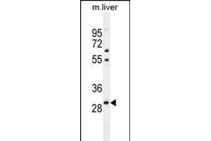 PHOX2B Antibody (Center) (ABIN655288 and ABIN2844878) western blot analysis in mouse liver tissue lysates (35 μg/lane). (PHOX2B antibody  (AA 104-130))