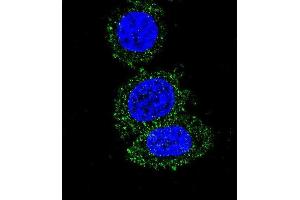 Confocal immunofluorescent analysis of AKT2 Antibody (ABIN659024 and ABIN2838047) with Hela cell followed by Alexa Fluor® 488-conjugated goat anti-mouse lgG (green). (AKT2 antibody)