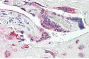 Human Placenta: Formalin-Fixed, Paraffin-Embedded (FFPE) (DUSP9 antibody  (Internal Region))