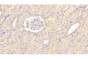 Detection of ADPN in Porcine Kidney Tissue using Monoclonal Antibody to Adiponectin (ADPN) (ADIPOQ antibody  (AA 18-243))