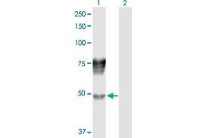 Western Blot analysis of SERPIND1 expression in transfected 293T cell line by SERPIND1 MaxPab polyclonal antibody. (SERPIND1 antibody  (AA 1-499))
