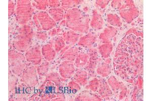 ABIN2613380 (5µg/ml) staining of paraffin embedded Human Kidney. (AMACR antibody  (AA 312-326))