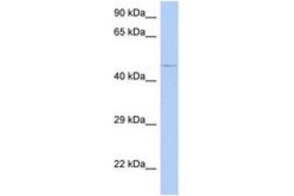 FAM154A antibody  (AA 35-84)