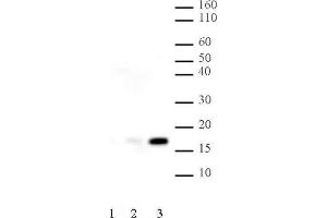 Histone H2B acetyl Lys120 pAb tested by Western blot. (Histone H2B antibody  (acLys120))