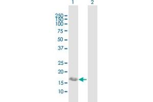 Western Blot analysis of IFITM3 expression in transfected 293T cell line by IFITM3 MaxPab polyclonal antibody. (IFITM3 antibody  (AA 1-133))