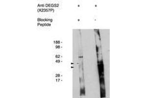 Image no. 1 for anti-Degenerative Spermatocyte Homolog 2, Lipid Desaturase (DEGS2) antibody (ABIN793719) (DEGS2 antibody)