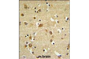 GABRD Antibody IHC analysis in formalin fixed and paraffin embedded brain tissue followed by peroxidase conjugation of the secondary antibody and DAB staining. (GABRD antibody  (AA 331-358))