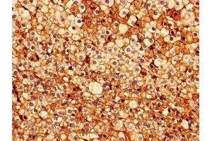 Immunohistochemistry of paraffin-embedded human adrenal gland tissue using ABIN7172771 at dilution of 1:100 (ERG antibody  (AA 1-486))
