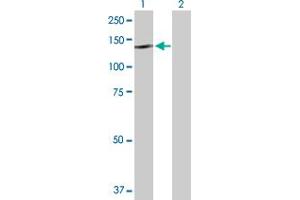 Western Blot analysis of NLRP2 expression in transfected 293T cell line by NLRP2 MaxPab polyclonal antibody. (NLRP2 antibody  (AA 1-1062))