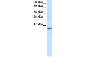 FABP7 antibody used at 1. (FABP7 antibody  (N-Term))
