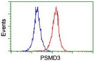 Image no. 2 for anti-Proteasome (Prosome, Macropain) 26S Subunit, Non-ATPase, 3 (PSMD3) antibody (ABIN1499980) (PSMD3 antibody)