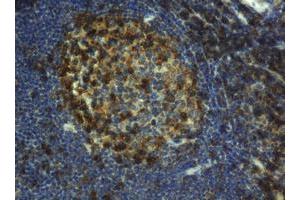 Image no. 1 for anti-CD4 (CD4) antibody (ABIN1497287) (CD4 antibody)