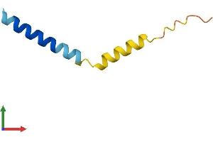 AlphaFold protein structure predicition of Human Recombinant HMSD Protein, UniprotID P0C7T4 (Histocompatibility (Minor) Serpin Domain Containing (HMSD) (AA 1-53) protein (Fc Tag))