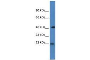Image no. 1 for anti-Proliferation-Associated 2G4, 38kDa (PA2G4) (C-Term) antibody (ABIN6747243) (PA2G4 antibody  (C-Term))