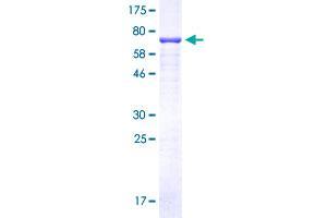 C9ORF72 Protein (AA 1-481) (GST tag)