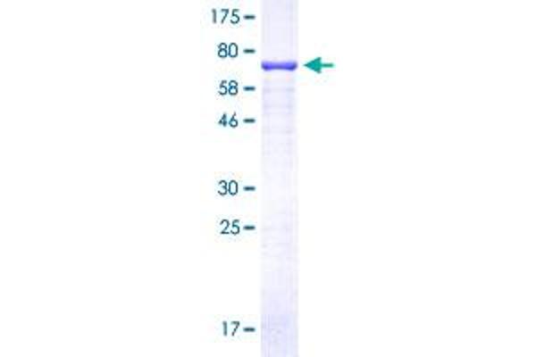 C9ORF72 Protein (AA 1-481) (GST tag)