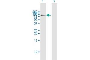 Western Blot analysis of HK1 expression in transfected 293T cell line by HK1 MaxPab polyclonal antibody. (Hexokinase 1 antibody  (AA 1-916))