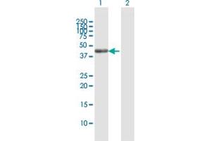 Western Blot analysis of SCRN2 expression in transfected 293T cell line by SCRN2 MaxPab polyclonal antibody. (SCRN2 antibody  (AA 1-425))