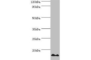 Western blot All lanes: DNA-directed RNA polymerases I and III subunit RPAC2 antibody at 10 μg/mL + Jurkat whole cell lysate Secondary Goat polyclonal to rabbit IgG at 1/10000 dilution Predicted band size: 16, 15 kDa Observed band size: 16 kDa (POLR1D antibody  (AA 1-133))