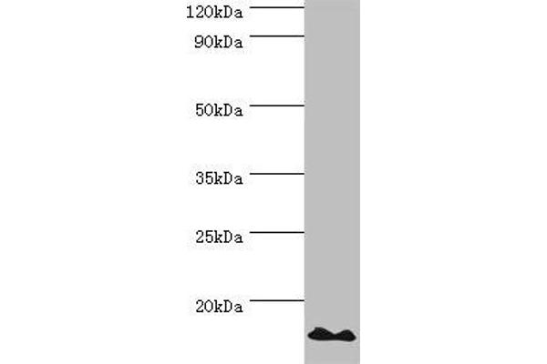 POLR1D antibody  (AA 1-133)