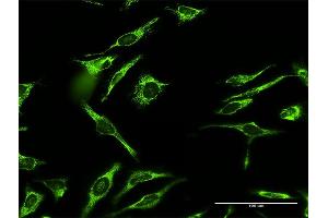 Immunofluorescence of purified MaxPab antibody to MRPL12 on HeLa cell. (MRPL12 antibody  (AA 1-198))