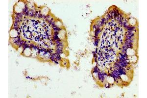 Immunohistochemistry of paraffin-embedded human small intestine tissue using ABIN7162583 at dilution of 1:100 (PANX1 antibody  (AA 288-426))