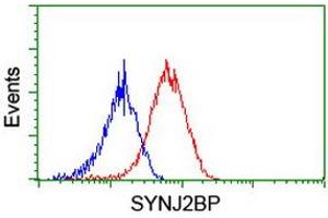 Image no. 2 for anti-Synaptojanin 2 Binding Protein (SYNJ2BP) antibody (ABIN1501272)