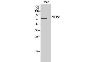 Western Blotting (WB) image for anti-Polymerase (RNA) III (DNA Directed) Polypeptide C (62kD) (POLR3C) (Internal Region) antibody (ABIN6281596)