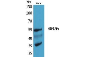 Western Blot (WB) analysis of HeLa cells using HSPBAP1 Polyclonal Antibody. (HSPBAP1 antibody  (Internal Region))