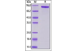Mouse Transferrin, Mouse IgG2a Fc Tag, low endotoxin on  under reducing (R) condition. (Transferrin Protein (TF) (AA 20-697) (Fc Tag))