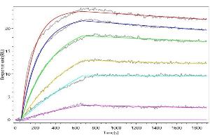 SIRPB1 Recombinant Monoclonal Antibody captured on Protein A Chip can bind Human SIRPB1 with an affinity constant of 0.