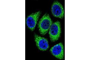 Confocal immunofluorescent analysis of DEK Antibody (C-term) (Cat#AP51234PU-N) with Hela cell followed by Alexa Fluor 488-conjugated goat anti-rabbit lgG (green). (DEK antibody  (C-Term))