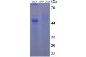 Image no. 3 for Islet Amyloid Polypeptide (IAPP) peptide (Ovalbumin) (ABIN5666251) (Islet Amyloid Polypeptide (IAPP) peptide (Ovalbumin))