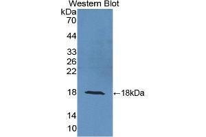 Detection of Recombinant UCRP, Human using Polyclonal Antibody to Ubiquitin Cross Reactive Protein (UCRP) (ISG15 antibody  (AA 2-157))