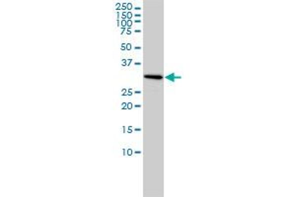 SNRPA1 antibody  (AA 1-282)