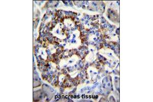 SEMA3G Antibody immunohistochemistry analysis in formalin fixed and paraffin embedded human pancreas tissue followed by peroxidase conjugation of the secondary antibody and DAB staining. (SEMA3G antibody  (AA 216-244))