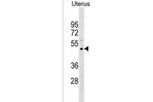 PREF11 Antibody (Center) (ABIN1537999 and ABIN2850283) western blot analysis in Uterus tissue lysates (35 μg/lane). (PRAMEF11 antibody  (AA 188-214))